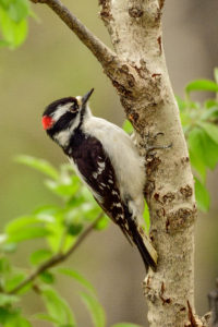 downy woodpecker