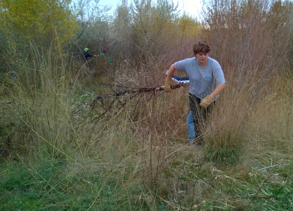 volunteer removing dead tree