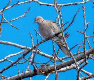 Eurasian collared-dove