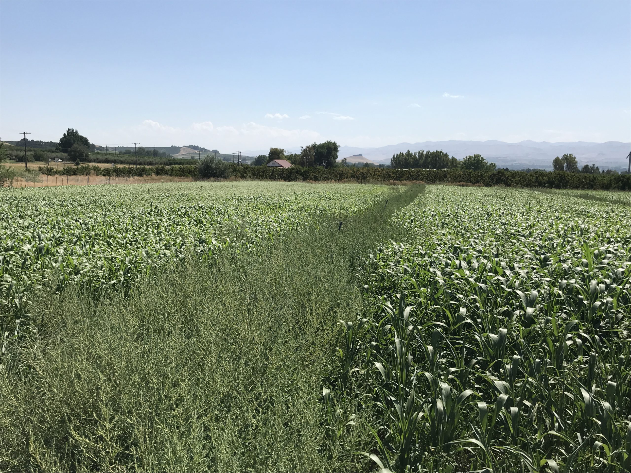 farm field with cover crop