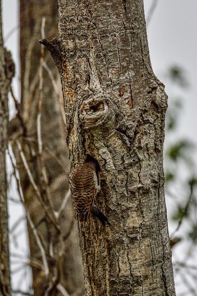 northern flicker in hole on tree