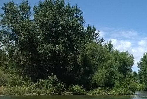 large trees along the river