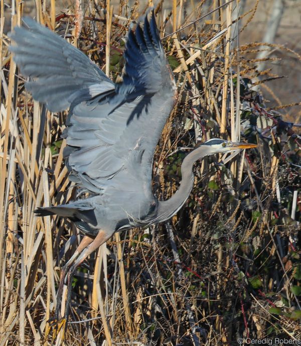 Great blue heron taking flight