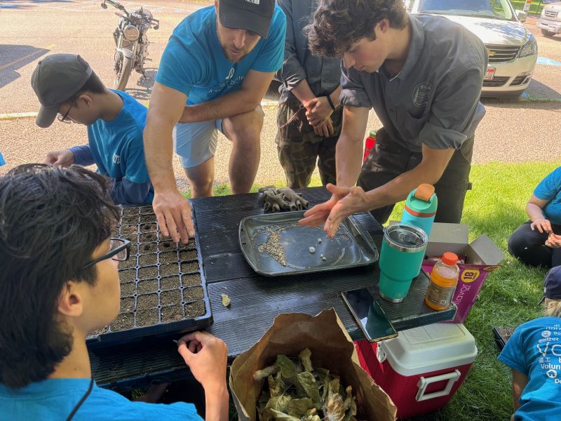 Planting cottonwood seeds into germination trays